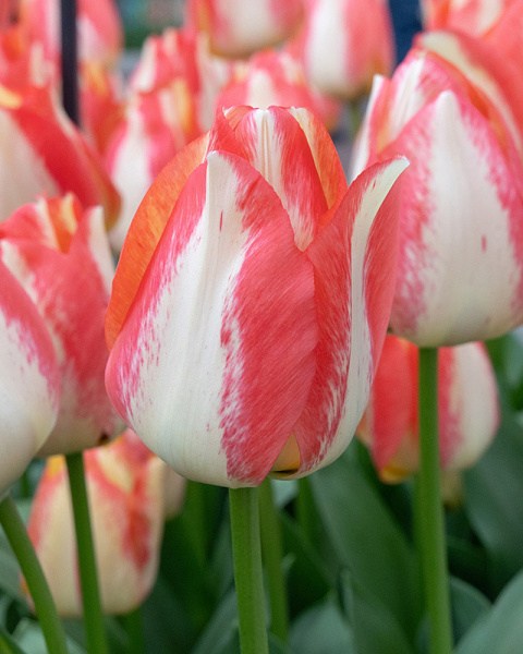 Tulipán triumph Spryng Sunrise